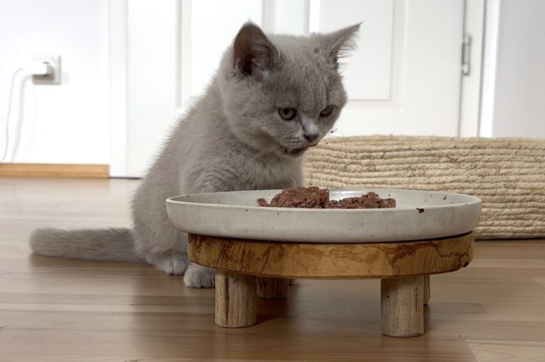 graue Katze sitzt vor einer Schüssel mit Katzenfutter auf einem Holzboden und frisst.