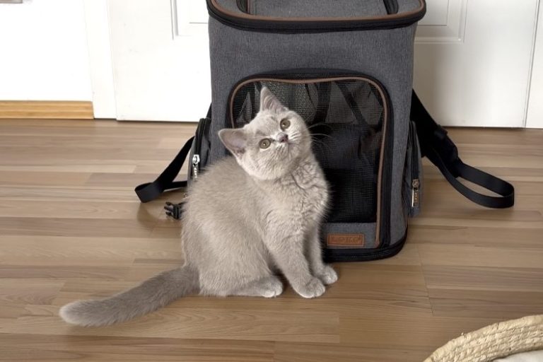 Graue Katze sitzt neben einer grauen Transporttasche auf einem Holzfußboden.
