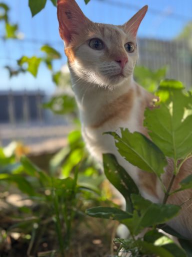 Weißer Kater mit orangefarbenen Markierungen sitzt zwischen Pflanzen im Freien. - vergrößerte Ansicht