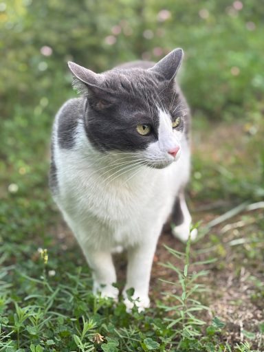 Graue-weißer Kater mit weißen Pfoten steht im grünen Gras und schaut nach rechts. - vergrößerte Ansicht